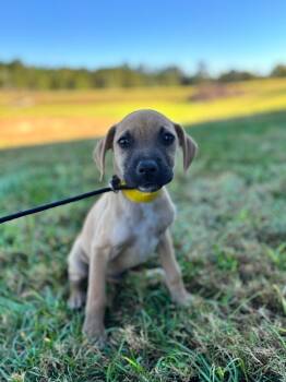 Rescue Terrier and Mixed Breed Dogs for Adoption in Aiken, South Carolina - Parker | PetCurious