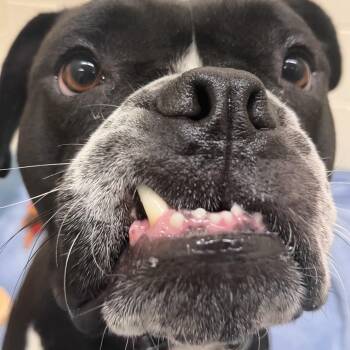 Vega -  American Bulldog Dog for Adoption in Brockton, Massachusetts - Vega | PetCurious