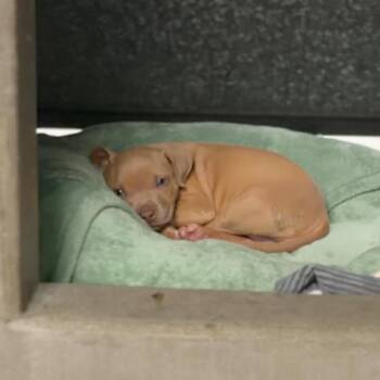 Canella A2290738 -  Pit Bull Terrier Dog for Adoption in Los Angeles, California - Canella A2290738 | PetCurious