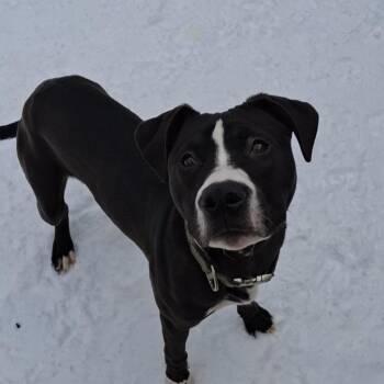 Mixed Breed Dogs Available for Adoption - Taco | PetCurious