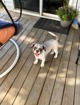 Otis -  Shih Tzu Dog for Adoption in Euless, Texas - Otis | PetCurious