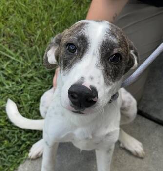 Pup Bean -  Great Pyrenees Dog for Adoption in Washington, District Of Columbia - Pup Bean | PetCurious