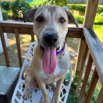 Goober -  Labrador Retriever Dog for Adoption in Klein, Texas - Goober | PetCurious