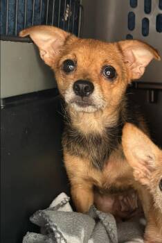 Rescue Chihuahua Dogs for Adoption in Troy, Alabama - Prissy (Senior) | PetCurious