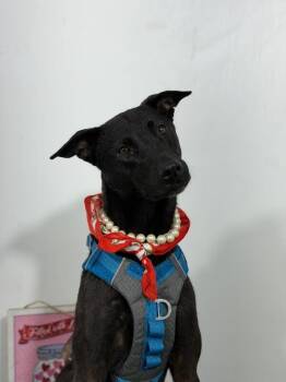 Kelly-One of our Amazing Rescue Dogs -  Black Labrador Retriever and Mixed Breed Dog for Adoption in Carlsbad, California - Kelly-One Of Our Amazing Rescue Dogs | PetCurious