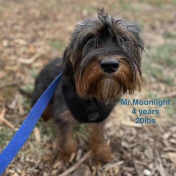 Rescue Yorkshire Terrier and Mixed Breed Dogs for Adoption in Rockville, Maryland - Mr. Moonlight | PetCurious