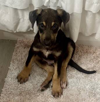 Rescue Shepherd Dogs for Adoption in Bryan, Texas - Bud | PetCurious