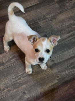 Terrier Dogs Available for Adoption - Bang | PetCurious