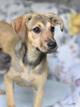 Rescue Cairn Terrier and Shepherd Dogs for Adoption in Conroe, Texas - Loretta (Amie
