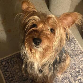 Ricky D11740 -  Silky Terrier and Yorkshire Terrier Dog for Adoption - Ricky D11740 | PetCurious