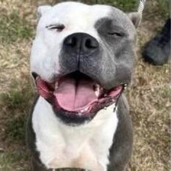 Polo -  American Bulldog and Pit Bull Terrier Dog for Adoption in New Orleans, Louisiana - Polo | PetCurious