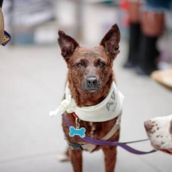 Aloha -  Cattle Dog and Scottish Terrier Dog for Adoption in San Diego, California - Aloha | PetCurious