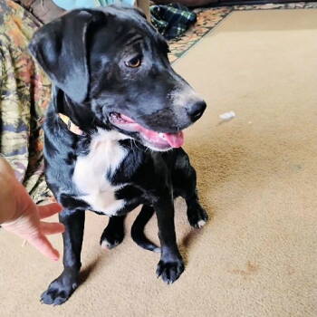 Rescue Labrador Retriever Dogs for Adoption in Rutherfordton, North Carolina - Seleen | PetCurious
