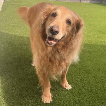 Golden Retriever Dogs Available for Adoption - Max 6617 | PetCurious