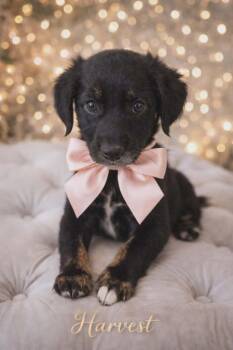 Mixed Breed Dogs Available for Adoption - Harvest | PetCurious