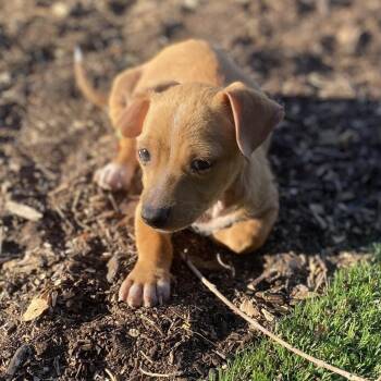 Ziti -  Chihuahua Dog for Adoption in Escondido, California - Ziti | PetCurious