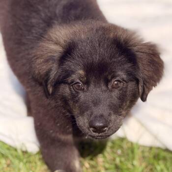 Mecurio -  Australian Shepherd and Plott Hound Dog for Adoption in Sparta, New Jersey - Mecurio | PetCurious