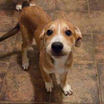July -  Mixed Breed Dog for Adoption in Brownsboro, Alabama - July | PetCurious
