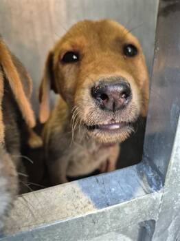 Terrier Dogs Available for Adoption in San Antonio, Texas - QUINN | PetCurious