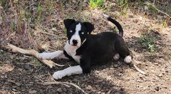 Cristal -  Pit Bull Terrier and Australian Cattle Dog Blue Heeler Dog for Adoption in Goldendale, Washington - Cristal | PetCurious