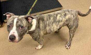 Trixie -  Mixed Breed Dog for Adoption in Chamblee, Georgia - Trixie | PetCurious