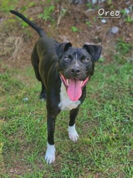 Oreo -  Pit Bull Terrier Dog for Adoption in Watkinsville, Georgia - Oreo | PetCurious