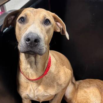 Labrador Retriever and Mixed Breed Dogs Available for Adoption - Honey | PetCurious