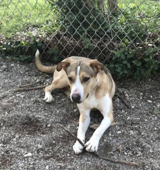 Stanley -  German Shepherd Dog and Pit Bull Terrier Dog for Adoption in Troy, Missouri - Stanley | PetCurious