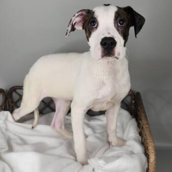 Boxer Dogs Available for Adoption - Dillie | PetCurious