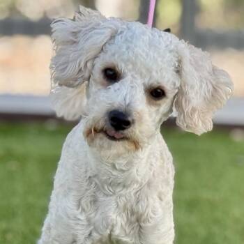 Poodle Dogs Available for Adoption - Murphy: A Young Poodle Mix With A Big Heart | PetCurious