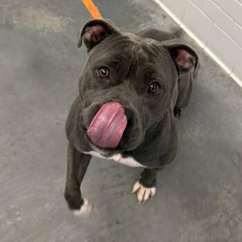 Ember -  Mixed Breed Dog for Adoption in Pittsburgh, Pennsylvania - Ember | PetCurious