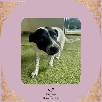 Starburst -  Australian Cattle Dog Blue Heeler and Mixed Breed Dog for Adoption in Cumberland, Rhode Island - Starburst | PetCurious