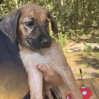 Brass -  Australian Cattle Dog Blue Heeler Dog for Adoption in Lake Jackson, Texas - Brass | PetCurious