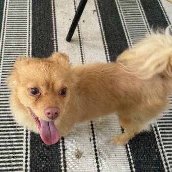 Poncho 22576 -  Pomeranian and Mixed Breed Dog for Adoption in Cumming, Georgia - Poncho 22576 | PetCurious