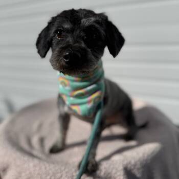 Rescue Maltese Dogs for Adoption in Newberg, Oregon - Sadie | PetCurious