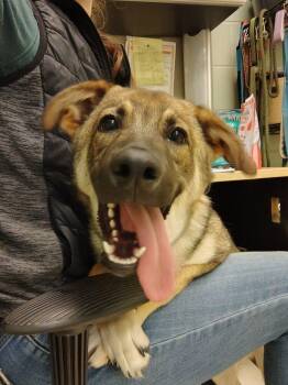 German Shepherd Dog Dogs Available for Adoption in Kalamazoo, Michigan - Trail Mix | PetCurious