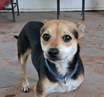 Dalton -  Chihuahua Dog for Adoption in Shawnee, Oklahoma - Dalton | PetCurious