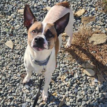 Chachi -  Labrador Retriever and Chihuahua Dog for Adoption in Walnutport, Pennsylvania - Chachi | PetCurious