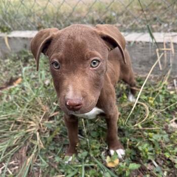 Pit Bull Terrier Dogs Available for Adoption - Toni | PetCurious