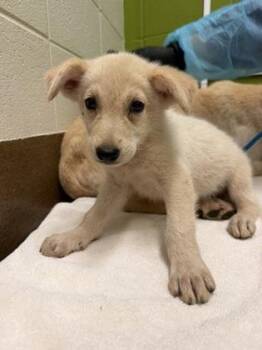 Folio -  Mixed Breed Dog for Adoption in Wichita, Kansas - Folio | PetCurious
