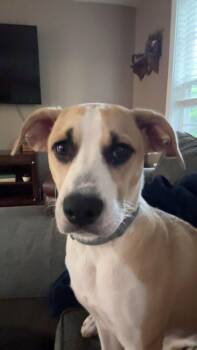 Willow -  Mixed Breed Dog for Adoption in Chattanooga, Tennessee - Willow | PetCurious