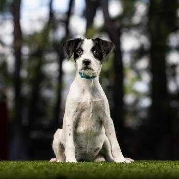 Brooklyn -  Jack Russell Terrier and Mixed Breed Dog for Adoption in Jupiter, Florida - Brooklyn | PetCurious