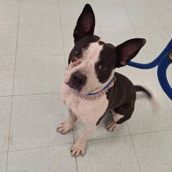 Dreamer -  Mixed Breed Dog for Adoption in Philadelphia, Pennsylvania - Dreamer | PetCurious
