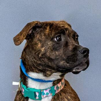 Boxer Dogs Available for Adoption - Nala | PetCurious