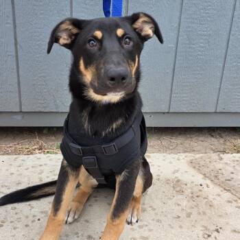Artemis -  German Shepherd Dog Dog for Adoption in Boerne, Texas - Artemis | PetCurious