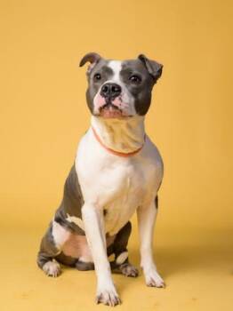 Charlie -  Pit Bull Terrier Dog for Adoption in Atlanta, Georgia - Charlie | PetCurious