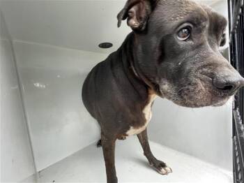 A657270 -  Labrador Retriever and Mixed Breed Dog for Adoption in Houston, Texas - A657270 | PetCurious