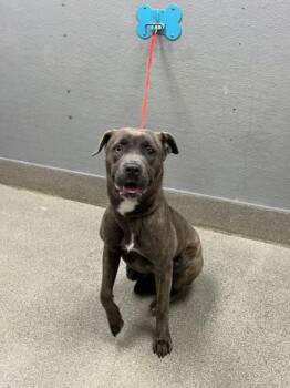 PEANUTBUTTER GIRL -  Pit Bull Terrier Dog for Adoption in Las Vegas, Nevada - PEANUTBUTTER GIRL | PetCurious