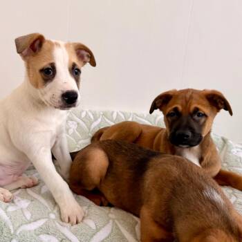 Boxer and Mixed Breed Dogs Available for Adoption in Green Bay, Wisconsin - Contreras | PetCurious