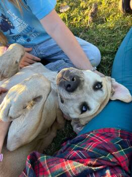 Rescue Black Mouth Cur and Mixed Breed Dogs for Adoption in Edmond, Oklahoma - Tucker | PetCurious
